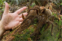 Kuş yiyen dev tarantula Güney Afrika nın yağmur ormanlarında yaşayan bu örümcek 30 cm e kadar büyüyebiliyor Örümcek o kadar büyük ki adı gibi kuş yiyerek besleniyor İnsanlar için acı bulantı ve kusmaya neden olabilir ama öldürmez