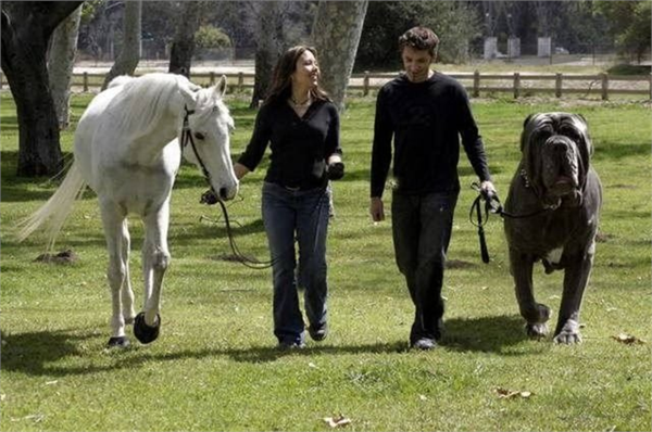Dünyanın en büyük köpeği Bu İngiliz çoban köpeğinin adı Herkül