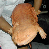 Günümüzde bu boyutlara nadiren ulaşsalar da yine de boyları 1 15 metre ve civarında seyrediyor Bu tür de yanlış ve fazla ekin biçme ve doğal ortamının tahrip edilmesi sebebiyle nesli tükenme tehlikesiyle karşı karşıya