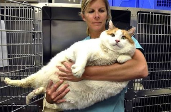 Dev kedi Dünyanın en büyük evcil kedisi turuncu ve beyaz renklere sahip bir tekir 2 yaşında olan kedi 18 kilo ağırlığında
