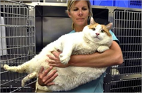 Dev kedi Dünyanın en büyük evcil kedisi turuncu ve beyaz renklere sahip bir tekir 2 yaşında olan kedi 18 kilo ağırlığında