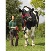 Dev inek Dünyanın en büyük ineği Big Cow Chilli Büyük inek Chili Chard Somerset te bulunuyor