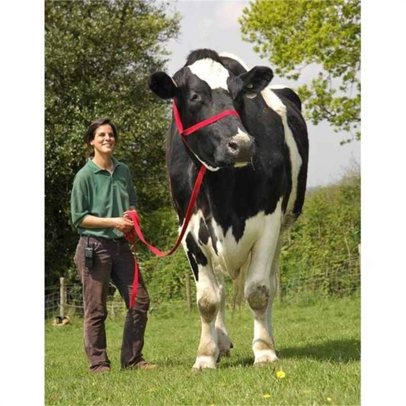 Dev inek Dünyanın en büyük ineği Big Cow Chilli Büyük inek Chili Chard Somerset te bulunuyor