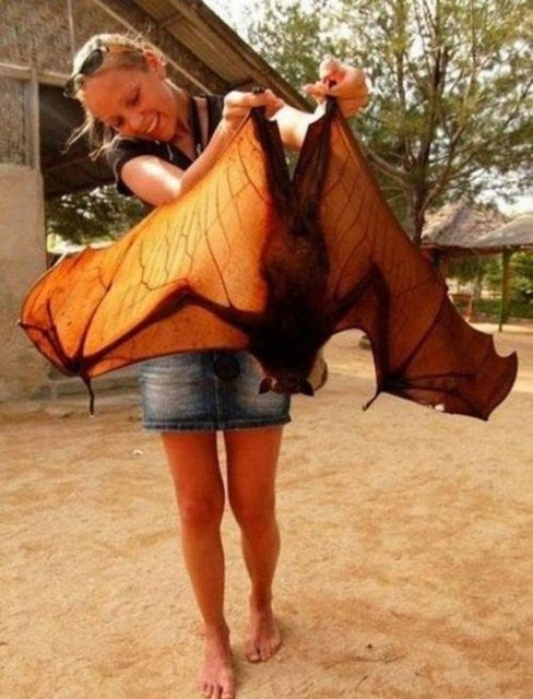 Kanatları arasındaki uzunluk 1 8 metreyi bulan uçarköpek yarasası Malezya daki aşırı avlanma nedeniyle tükenme tehlikesiyle karşı karşıya