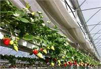 Topraksız Çilek Ekimi ve Yetiştiriciliği