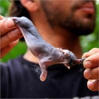 Fil Görünümlü Tavşan Yavrusu 1 Gün Yaşayabildi