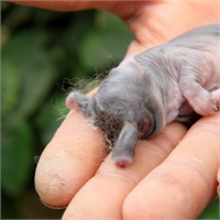 Fil görünümlü tavşan yavrusu şok etti