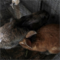 Fil görünümlü tavşan yavrusu şok etti