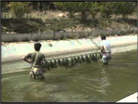 Sazan Yetiştiriciliği