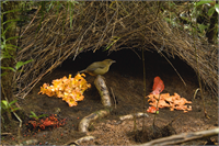 Avustralya nın büyük gri bower kuşunun Chlamydera nuchalis çalı içinde yaptığı yuva 300 400 salyangoz kabuğuyla yaklaşık 5 bin beyaz taş cam ve kemik parçasıyla bezenmiştir