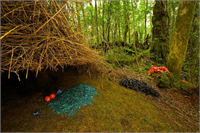 Bowerlarda erkekler bütün güçlerini dekorasyona harcarken dişi de yuvanın kurulması ve yavrunun yetiştirilmesi ile ilgilenir