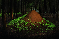 Orman ağaçlarına zarar veren her türlü böceği yiyen kırmızı karıncalar orman zararlılarına karşı adeta ücretsiz işçiler gibi çalışıyor