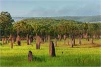 Kuzey Avustralya bozkırlarının sürekli güneş altında olan kuru topraklarında ise pusula termitler Omitermes meridionalis adı verilen bir tür yaşar