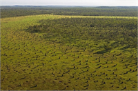 Pusula termitler 5 metre yüksekliğinde ve 3 metre genişliğinde iki tarafından sıkıştırılmış kama şeklinde yuvalar yapar Bu yuvaların yerleşimi kuzey güney yönündedir Yuvaların düz kenarları ise doğu ve batıya bakar Bu son derece özel bir mimaridir Termitlerin neden böyle bir yuva yaptıkları arazinin genel yapısı incelendiğinde daha net ortaya çıkar