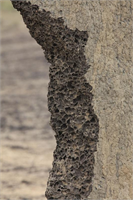 Bozkırlarda genellikle ağaç bulunmaz Dolayısıyla gölge sağlayacak bir yer de yoktur Ancak yuvanın bu mimari özelliği sorunu ortadan kaldırmıştır İnce termit tepecikleri öğle vakti dik gelen güneş ışınlarına çok az maruz kalırken diğer iki geniş cephesi de gündüz ve akşam ışınlarını yakalar