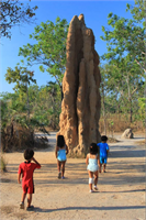 İlk bakışta doğadan bir kaya gibi görünen yuvalar adeta gizli şehirler şeklinde inşa edilmiş Sürekli değişen iklim şartlarına da uyum sağlıyor