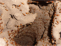 Bu minyatür şehirlerin havalandırma sistemleri özenle düzenlenmiş bölümleri hatta içinde tarım alanları bulunuyor Afrika bölgelerindeki zorlu yaşama uygun olarak yapılan yuvalar aniden bastıran yağmurlar ve bunların ardından gelen seller ile çok yüksek derecelere çıkan hava sıcaklıkları gibi pek çok olumsuzluğa karşı korunaklı Nüfusu kimi zaman bir milyonu aşan termit yuvalarında genel düzen kusursuz