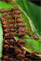 Avustralya da ve Asya nın güneyinde diğeri de Afrika nın bazı kesimlerinde görülen Oecophylla adlı karıncaların yuva yaptığı yerlerde birlikte yaşamak neredeyse imkansız