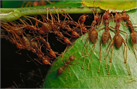 Uzun bacaklı ve kıvrak olan bu tür orman tepelerindeki devasa alanları öyle saldırganca ele geçirmiş ki yerli halk onlara ağaç karıncası adını vermiş Ya da dokumacı karıncalar Çünkü dalların arasında yaprakları birbirine dikerek futbol topu boyunda yuvalar yapıyorlar