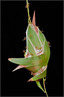 Ayrıca ağaç tepelerinden orman zeminine yayılan ve sürekli iletişimde kalarak birbirlerinden haberdar olan hiyerarşik düzende sıralanan işçiler ve askerler bu toprakları koruyor