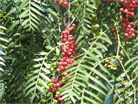Saçlardaki kepeği önlemek için karabiberli saç maskeleri oldukça işe yarar Kalp hızını ve kan basıncını kontrol eden potasyum açısından zengindir