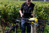 Üzüm üreticisinin yeni yardımcısı Drone