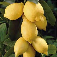 Ayrıca rendelenmiş limonun dinçleştirici ve vücuttaki toksinleri giderici etkisinden yararlanacaksınız İşte limonun gizemi budur