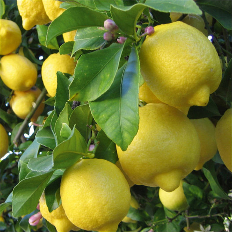 Limonun birçok vasfı sayılabilir ama en ilginci urlar yumrular kistler tümörler üzerindeki etkisidir Çok yüksek tansiyona karşı kan basıncını düzene sokar Anti depresandır Strese ve asabi bozukluklara karşı iyi gelir