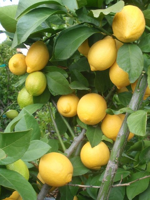 Büyük olasılıkla limon denince sadece limon suyu ve C vitamini aklınıza gelir Sadece bu kadar olduğunu düşünürsünüz Artık limonun gizemlerini öğrenince onu kupada içeceğiniz hazır çorbalarınıza bile katabileceksiniz