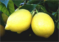 Bağışıklık sisteminizi destekler C vitamini bağışıklık sistemimizi destekler limon da C vitaminiyle doludur