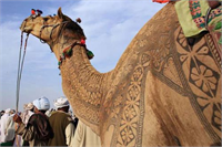 Deve ye dövme yaptılar