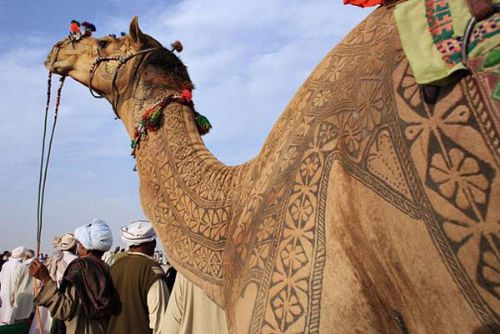 Her yıl Hindistan ın Bikaner kentinde düzenlenen deve festivali binlerce ziyaretçinin akınına uğruyor