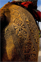 Deve yarışları deve dansları yerel dans ve ezgilerin yer aldığı festivalde en dikkat çekici noktalardan biri ise develerin tüylerinin kesilerek oluşturulan birbirinden ilginç motifler