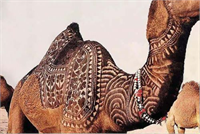 Deve ye dövme yaptılar