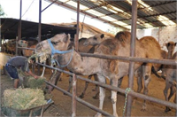 Kurbanlık olarak satışa çıkardıkları develerin fiyatlarının 7 ile 13 bin lira arasında değiştiğini aktaran Kaya