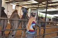 Kurbanlık develer satışta