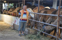 Kurbanlık develer satışta