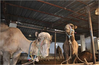 Kurbanlık develer satışta