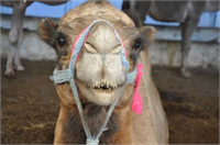 Deve kesiminin diğer kurbanlıklara benzemediğini anlatan Kaya bunun için develerle birlikte bayramdan bir gün önce diğer şehirlere kasap göndermek zorunda kaldıklarını dile getirdi Uzun yıllardır deve kesiminin yapıldığı İncirliova da kasapların buna alışkın olduğuna işaret eden Kaya şu bilgileri verdi