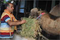 Bu sene kurbanlık develere talep çok Bir tane Denizli ye birkaçını da Ankara ya yollayacağız Tabii bunlarla beraber kasapları da göndeneceğiz