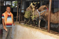 Vatandaşlar genellikle değişiklik olsun diye kurbanlık olarak deveyi tercih ediyor Bir deveyi ortalama 6 7 kişi birleşerek satın alıyor