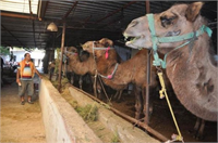 Ancak devenin özel bir kesimi var Boğazından kesilmez Ayakları bağlanıp yatırıldıktan sonra ön ayakları ile boğazının birleşim yerinden kesilir Bunu her kasap bilemez
