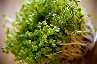 Brokoli sebzeler arasında en faydalılardan biridir Ancak filizlerinin kendisinden çok daha faydalı olduğu söylenmektedir Vücudu temizleyen bir bitki olarak bilinen brokoli filizlerini salatanıza veya yemeklerinize ekleyebilirsiniz