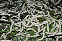 Bir böceğin ürettiği kozadan yaklaşık bin 200 metre ham ipek elde edilebiliyor İpek böceği üretilen kozalar için kaynar kazanlarda haşlanarak ipek çekiliyor Bir kozadan yaklaşık bin ile bin 200 metre civarında bir ham ipek elde edilmiş oluyor Bunun da görüntüsü küçük ama uzunluğu gayet tatmin edici