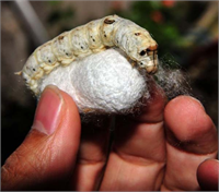 Çok yumuşak bir madde olduğu için kolay boyanabiliyor İşçiliği güzel rahat işlenebiliyor diye konuştu