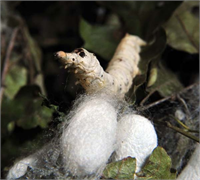 Türkiye de elde edilen ipeklerin genellikle Ortadoğu ve Avrupa ülkelerine ihraç edildiğini anlatan Çiçek dünyada üretimin yaklaşık yüzde 70 inin Çin tarafından gerçekleştirildiğini sözlerine ekledi