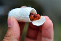 Bu böcek ayda 5 bin lira kazandırıyor