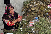 İnegöl ilçesinde damızlık ipek böcekçiliğinin yoğun olarak yapıldığı İhsaniye Mahallesi nde yaşayan aileler kazancı yüksek olan bu iş sayesinde ortalama 40 günde 5 bin 500 er lira gelir elde edebiliyor