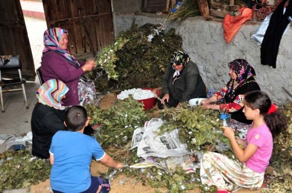 Mahalle Muhtarı Hayati Çiçek yaptığı açıklamada 100 yılı aşkın bir süredir mahallelerinde ipek böceği yetiştirildiğini son 25 yıldır da damızlık üretimi gerçekleştirildiğini söyledi