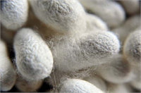 Türkiye de damızlık ipek böceği yetiştirilen 4 mahalle bulunduğunu belirten Çiçek Kozalarımız son aşamasına geldi Yaklaşık 40 günde koza oldular Bunları topladıktan sonra Bursa Koza Tarım Satış Kooperatifleri Birliğine Kozabirlik teslim edeceğiz dedi